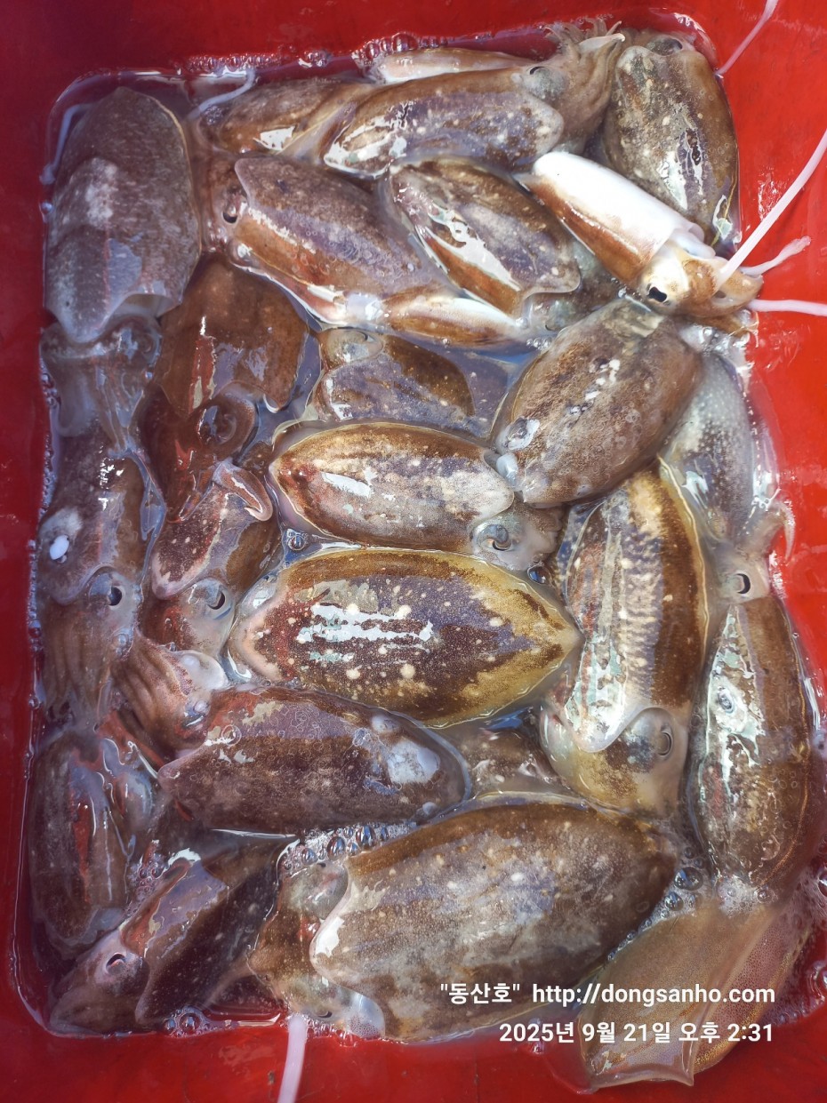 33e22732ecc986649dae1f42ecf20575_1758493