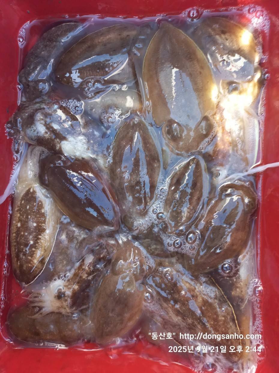 33e22732ecc986649dae1f42ecf20575_1758493