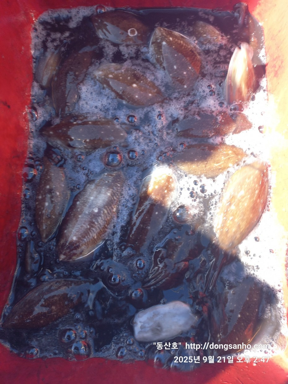 33e22732ecc986649dae1f42ecf20575_1758493