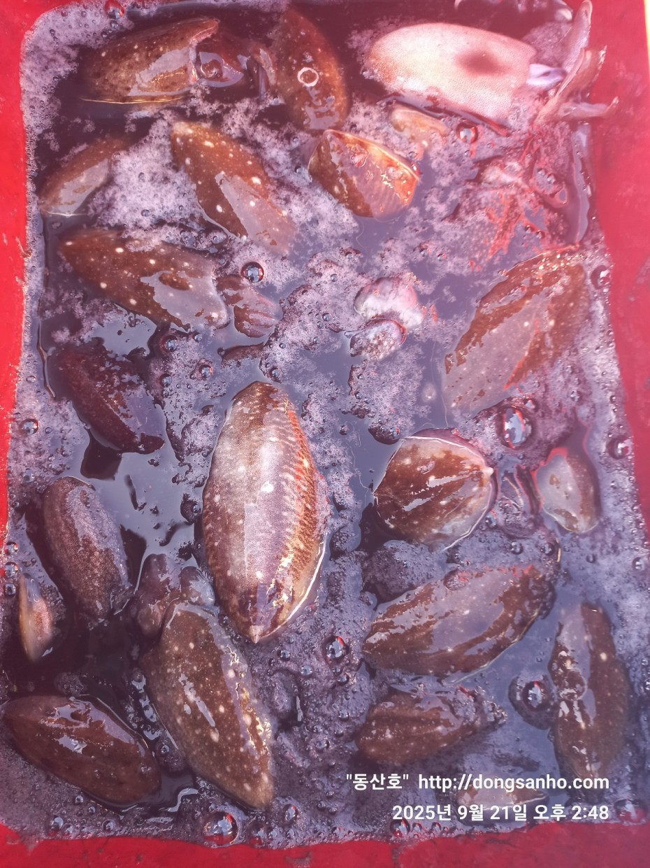 33e22732ecc986649dae1f42ecf20575_1758493