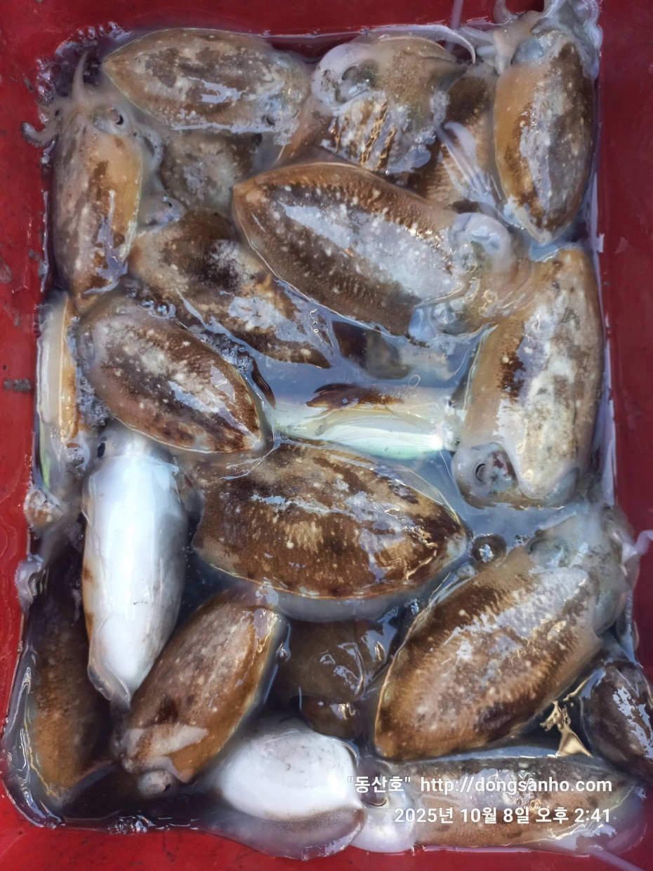 d1123fa435e8bff6ca9482b4549afa6f_1760035