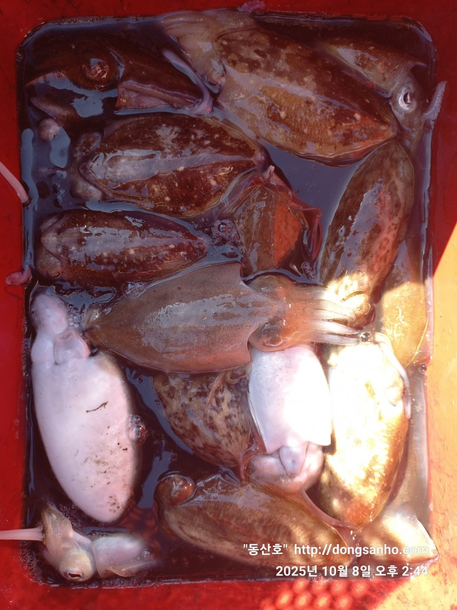 d1123fa435e8bff6ca9482b4549afa6f_1760035