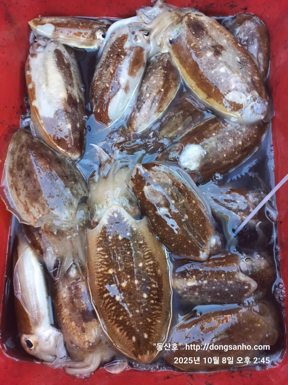 d1123fa435e8bff6ca9482b4549afa6f_1760035