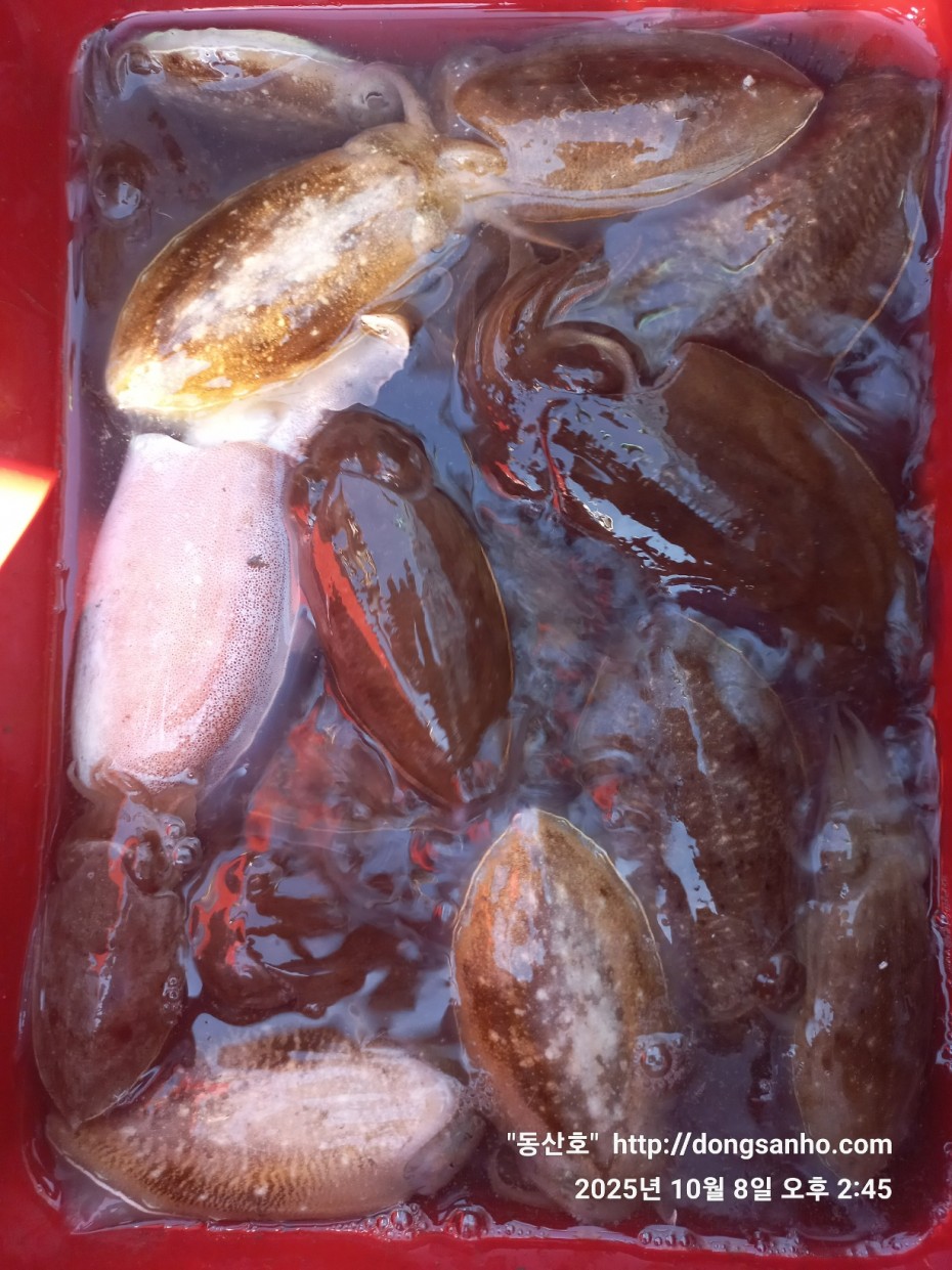 d1123fa435e8bff6ca9482b4549afa6f_1760035