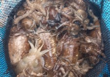 10/22 갑오징어…