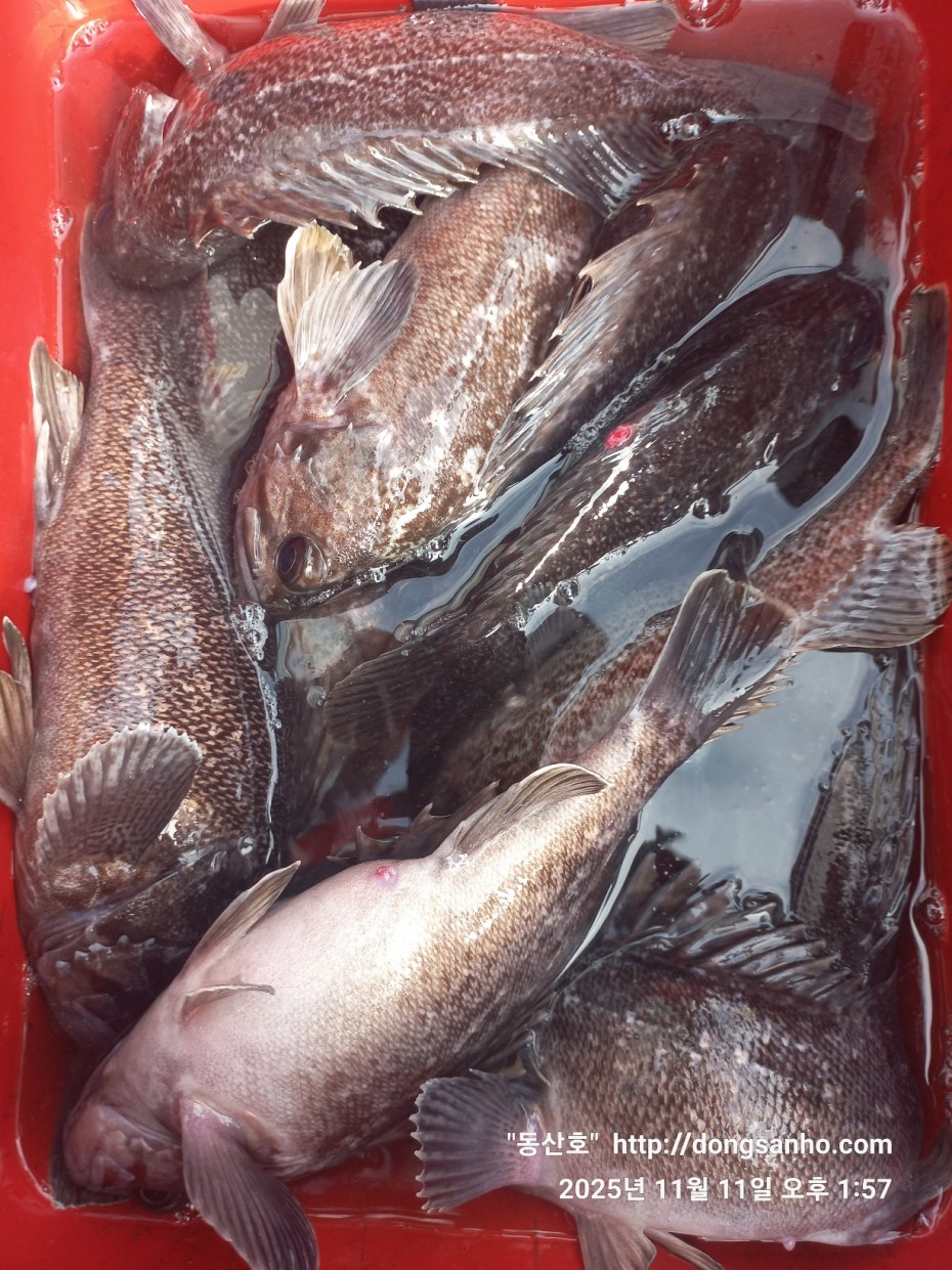 3d98df889f2608bdc680eff2bafe41ce_1762871