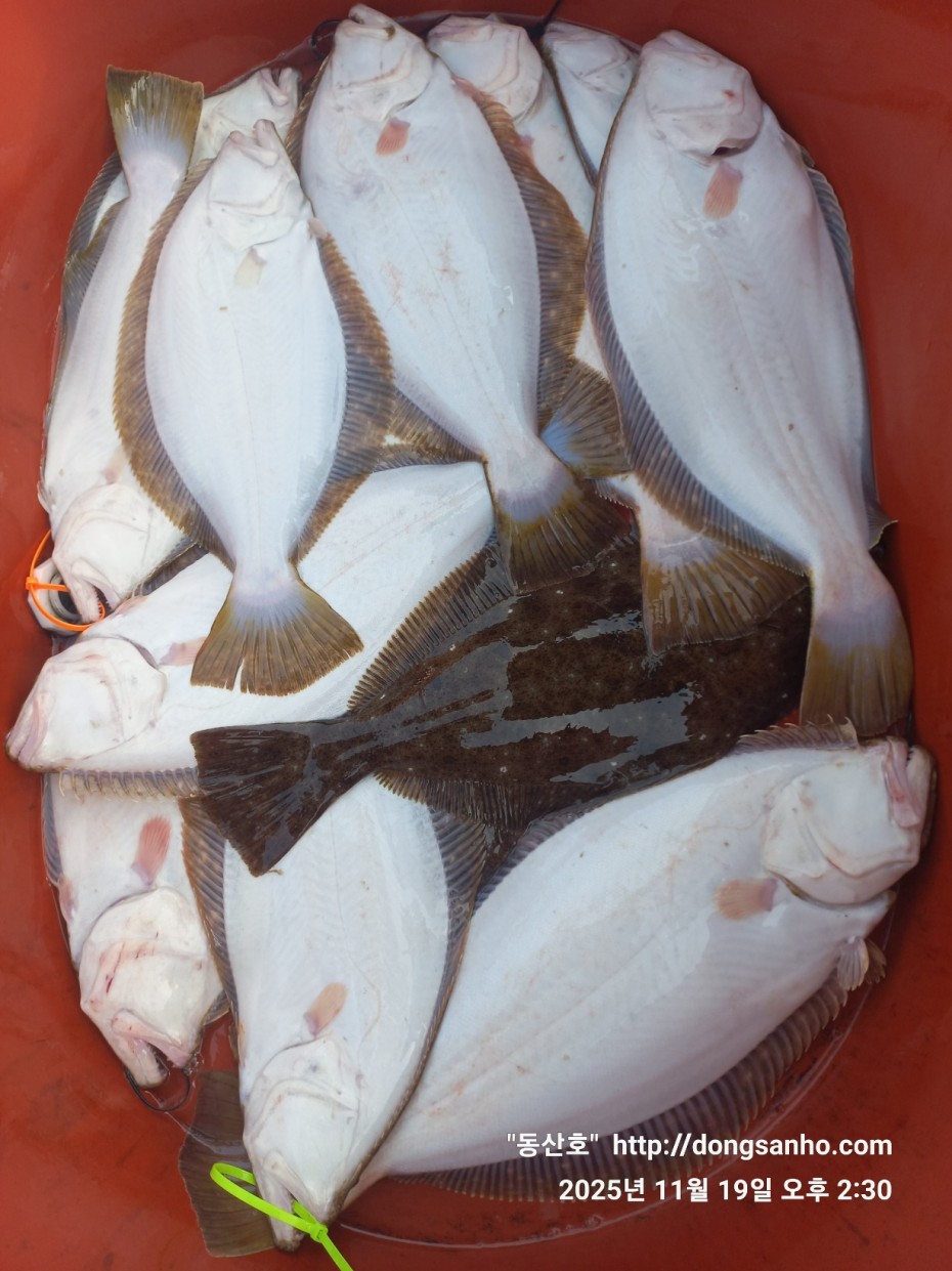 e0d53644ff09b9d93490c76a77c8ac9d_1763568