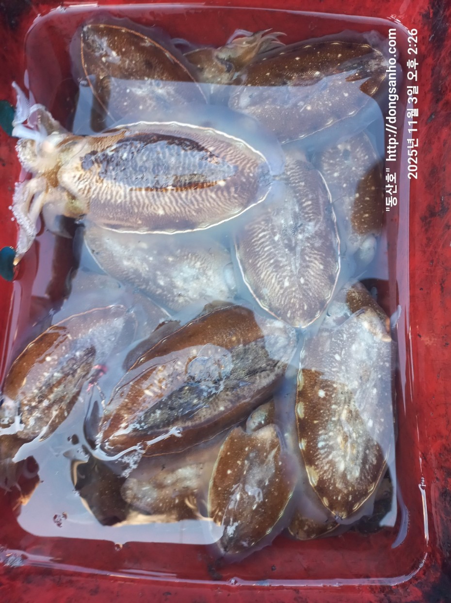 ec09508a30d20fd56dfd984673baca23_1762181