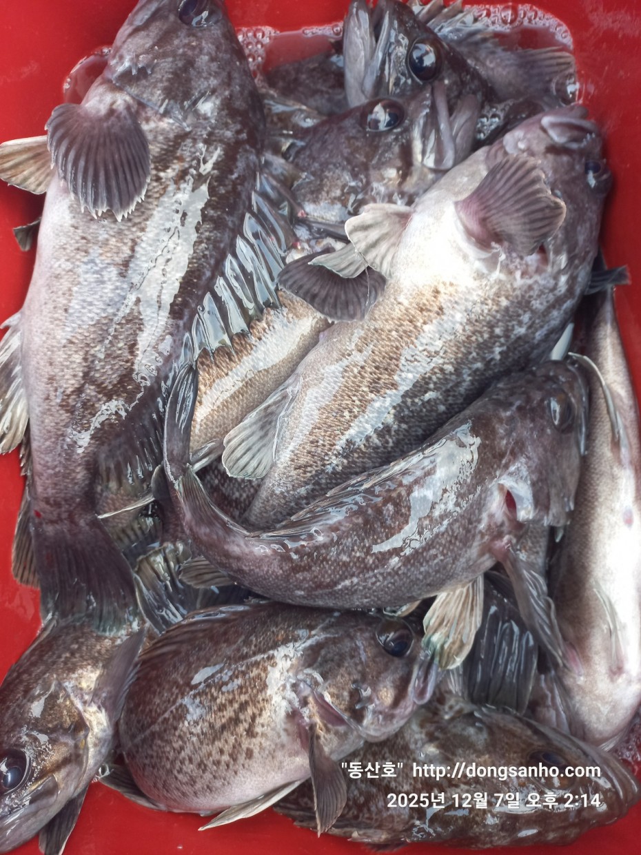 75fa8b21cb67879b08486f82596e85b3_1765161