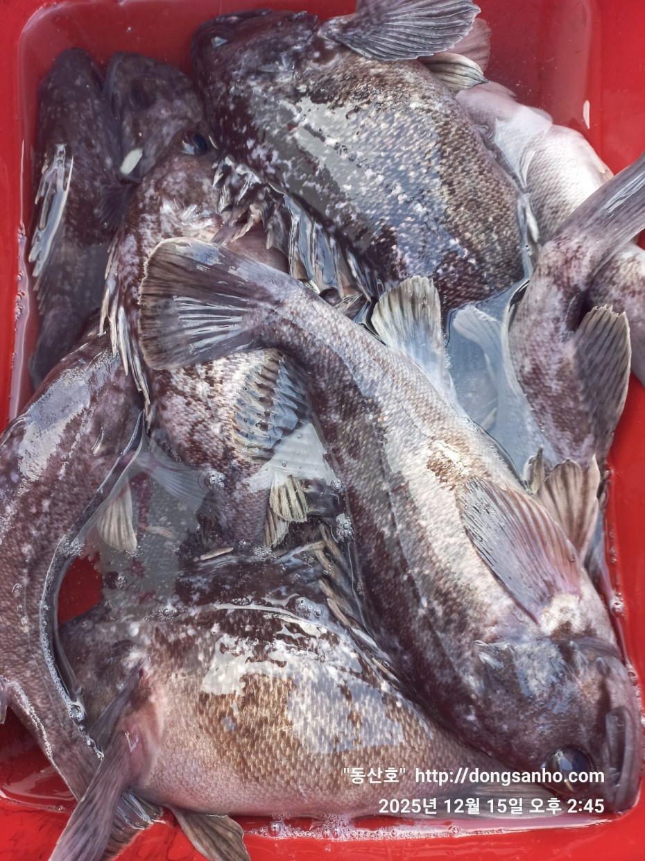 ee45a88a83aca2ba31c9307ad485821f_1765976