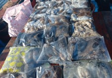 11/3 갑오징어낚…